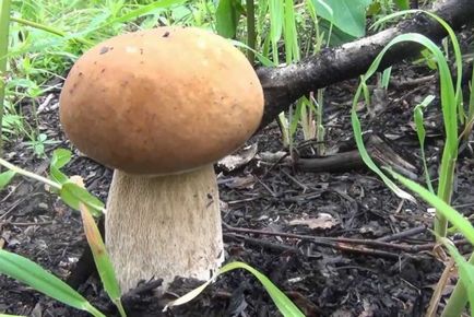 Секрети збору грибів