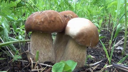 Секрети збору грибів