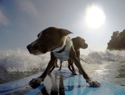 Surf, câine