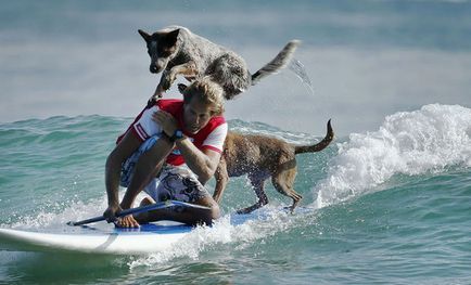 Surf, câine