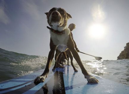 Серфінг, собака