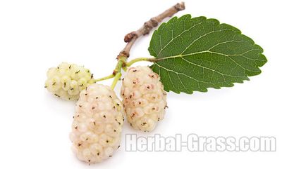 Mulberry alb (dud) - fotografie, proprietăți utile, contraindicații