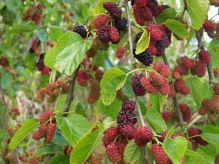 Mulberry hasznos terápiás tulajdonságainak és illeszkedés