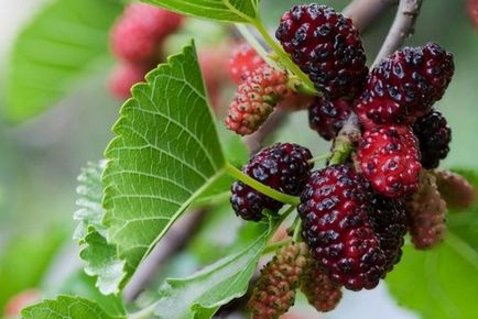 Mulberry hasznos terápiás tulajdonságainak és illeszkedés