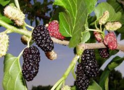 Mulberry - proprietăți utile