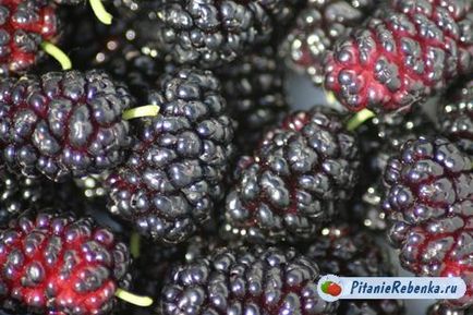 Mulberry în nutriția copiilor