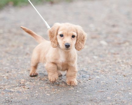 Puppy fără pedigree, site-ul dachshund