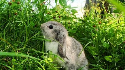 Chinchillas Originea iepurelui, descrierea, caracteristicile chinchillas