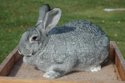 Шиншиловий кролик походження, опис, характеристики шиншил