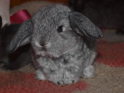 Chinchilla nyúl eredetű, leírás, jellemzők csincsillák