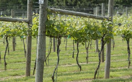 Tapițerie pentru struguri cu mâinile tale cum să faci o arcadă, o rețea cu două planuri, un schelet pentru un baldachin,