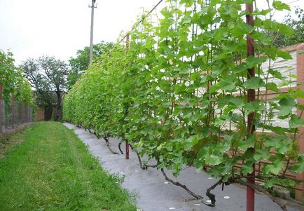 Rácsos szőlő a kezüket, hogyan lehet egy ív, két sík rács keret egy ponyva, (a) Rácsos szőlő a kezüket, hogyan lehet egy ív, két sík rács keret egy menetben,