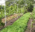 Rácsos szőlő a kezüket, hogyan lehet egy ív, két sík rács keret egy ponyva, (a) Rácsos szőlő a kezüket, hogyan lehet egy ív, két sík rács keret egy menetben,