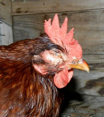 Tünetei és kezelése gemofileza csirkékben
