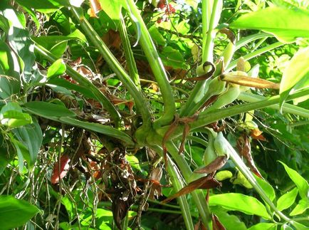 Syngonium fotók és nézetek, hiedelmek, babonák, otthoni gondozást