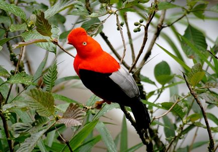 Rock Cocks, Enciclopedia Animalelor