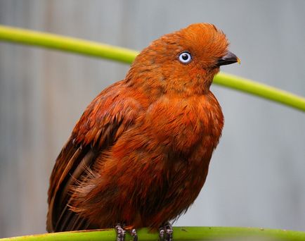 Rock Cocks, Enciclopedia Animalelor