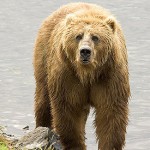 Скільки років живуть бурі ведмеді