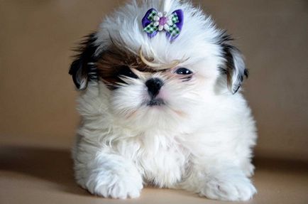 Cât costă un câine de rasă Shih Tzu?