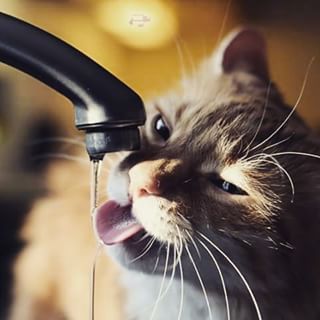Cât de multă apă ar trebui să bea o pisică un proiect social - să fim mai buni