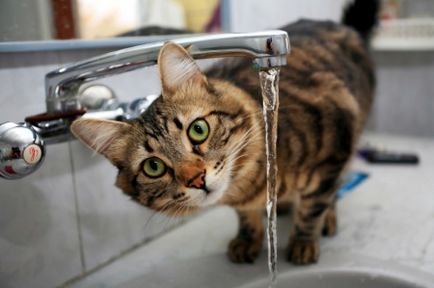 Cât de multă apă ar trebui să bea o pisică un proiect social - să fim mai buni