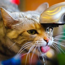 Mennyi vizet kell inni Cat szociális projekt - lesz kedvesebb