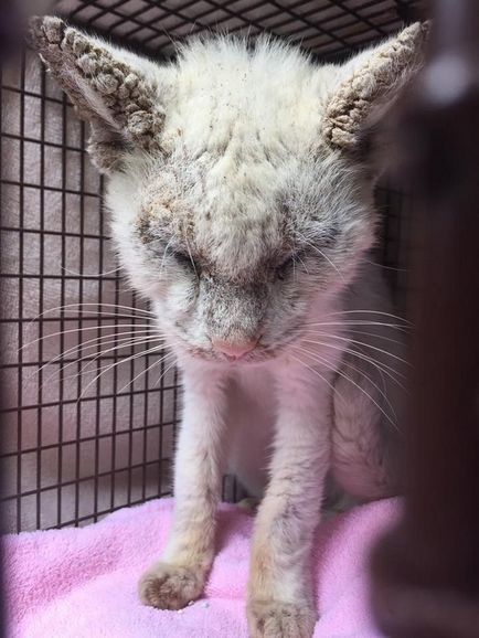 Blind pisica fără adăpost a fost uimit de salvatorul său, vmzh