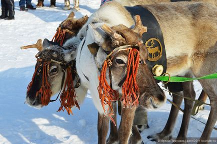 Зліт оленярів, мисливців і рибалок в селі русскінская, відгук від туриста aprel2011 на