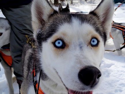 Câinii cu zăpadă sunt husici! Cinci stele, agentie de turism g