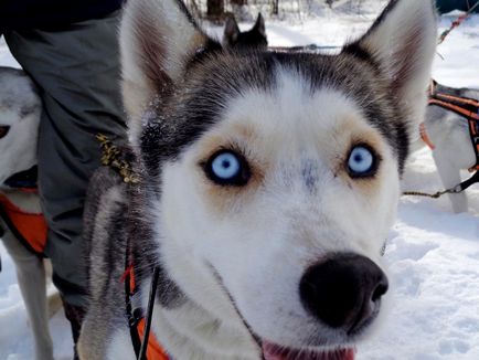 Snow Dogs - Huskies! Öt csillag, utazási iroda g