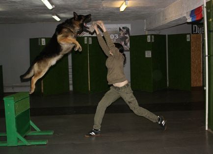Câini cu scop special, sau cum să pregătească ghiduri, societate, aif, Saint Petersburg