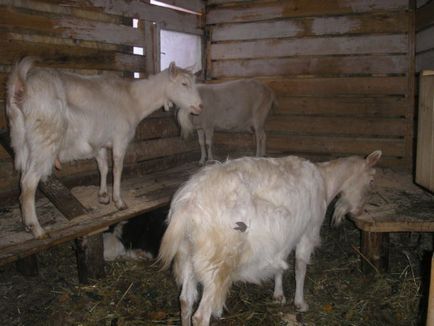 Conținutul de capră în timpul iernii, cameră, alimente