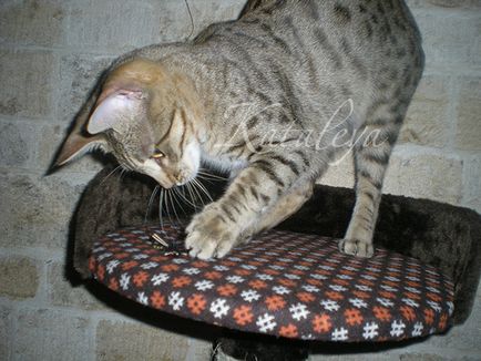 Зміст Серенгеті, kataleya - розплідник унікальних екзотичних і найдорожчих кішок в світі