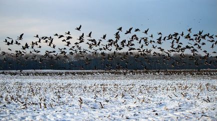 Visul de vis despre o turmă de păsări visate de a visa o turmă de păsări