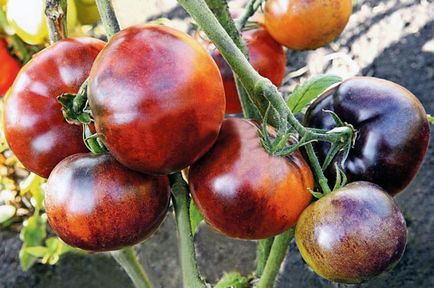 Soiuri de carne de tomate