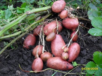 Сорт картоплі лаура опис сорту, характеристика, фото