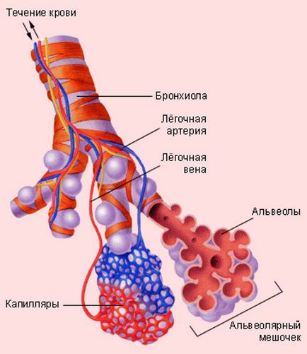 судини легенів