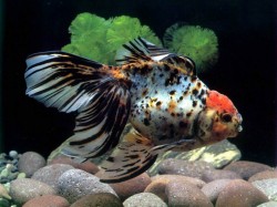 Сумісність акваріумних рибок