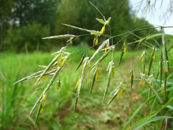 Soia biologie și tehnologie, informații și publicitate ziar agrarian - agroinfo