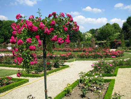 Crearea și decorarea rozariului de la compania viitoarei grădini viitoare de grădină