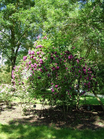 Створення і оформлення розарію від компанії ваш майбутній сад future garden