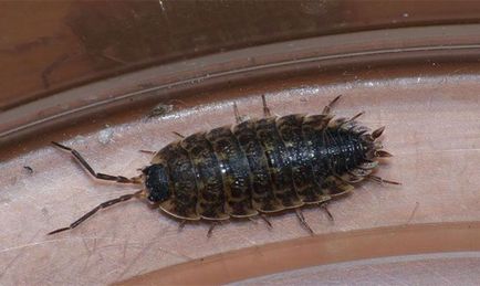 Remedy за въшки в апартамент - как да се отървете от насекомо