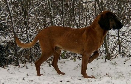 Standardul de rasă nr. 254 al rasei este o împerechere alpină (un câine de cort alpin)