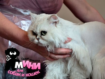 Tunsori Pisici persane la Moscova, opțiuni pentru tunsori, foto - rețea de mini saloane pentru băcăni