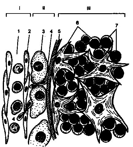 A szervezeti felépítését az immunrendszert - csecsemőmirigy - alapjait immunológia (Yarilin)