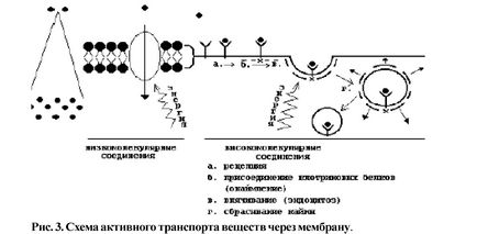 Organizarea structurală și funcțională a celulei eucariote