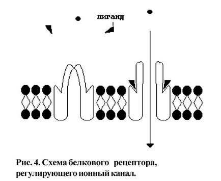 Структурна и функционална организация на еукариотните клетки