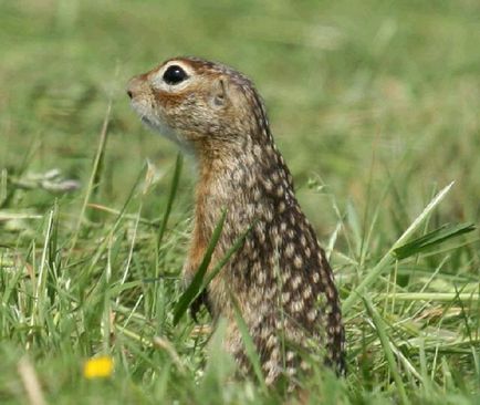 Gopher pettyes leírás állat