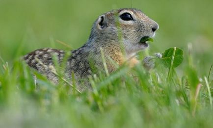 Gopher pettyes leírás állat