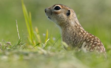 Gopher pettyes leírás állat